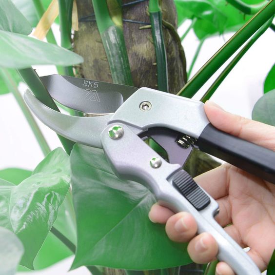 Pruning Saws vs. Shears How To Know When To Use Each YardYum